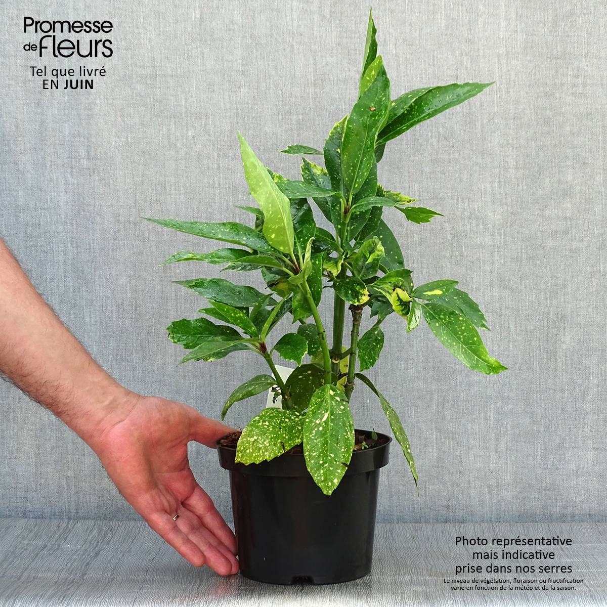 Promesse de Fleurs - Aucuba japonica Variegata Pot de 2L/3L - Image 2