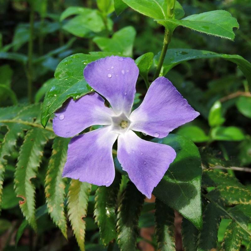 Pervenche major à fleurs Bleue - feuillage Persistant - Pot de 3L - 20/40 cm-  hauteur à maturité Moins de 0,15 m