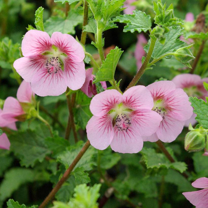 Promesse de Fleurs - Anisodontea scabrosa Miss Pinky - Mauve du Cap Pot de 3L/4L