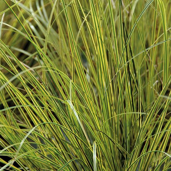 Carex brunnea Aureovariegata - Laîche panachée Pot de 2L/3L