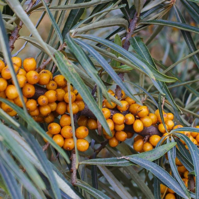 Argousier Leikora, Hippophae à fleurs Jaune/Vert - feuillage Caduc - Godet - 5/20 cm
