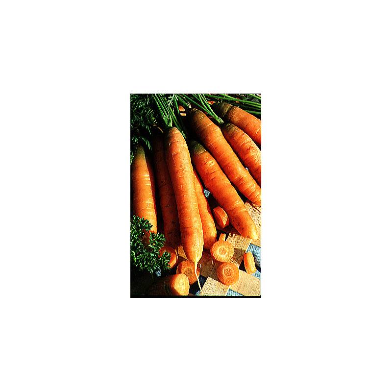 Carotte Touchon - Daucus carota le sachet de 3600 graines environ (5g)