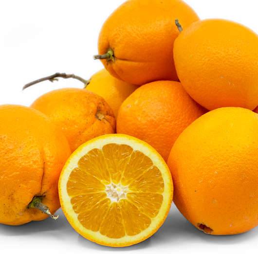 0 - Citrus sinensis var.Navelate (orange la meilleure tout simplement) Pot de 9 litres -140/160 cm