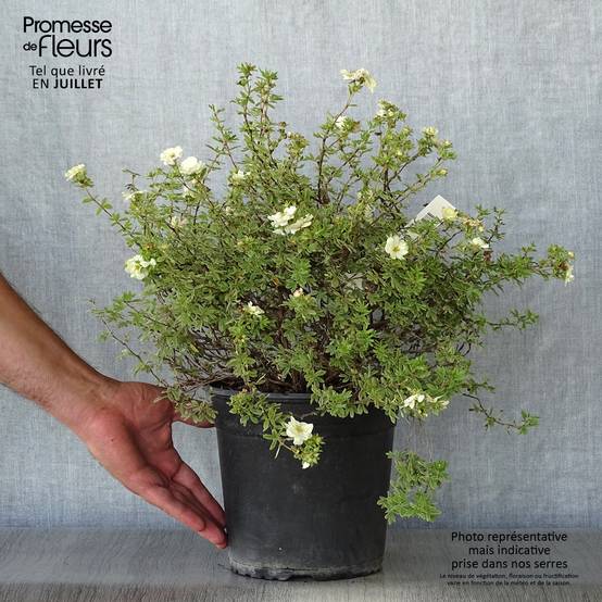 Potentille arbustive - Potentilla fruticosa Double Punch Cream Pot de 3L/4L - Image 2