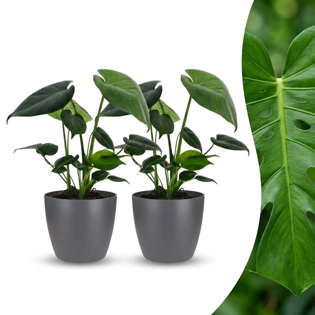 Monstera Deliciosa - Pot de 12cm - 2 plantes - Gris - Plantes d'intérieur - Image 1