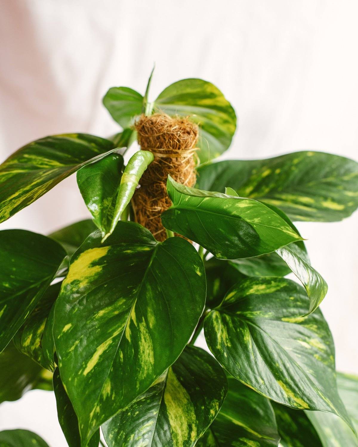 La Green Touch - Epipremnum Pothos 80cm - Plante d'intérieur- La Green Touch - Imagen 3