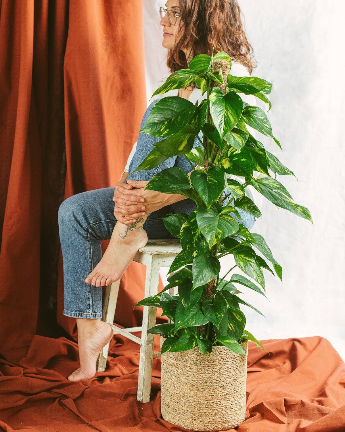 La Green Touch - Epipremnum Pothos 80cm - Plante d'intérieur- La Green Touch - Imagen 2