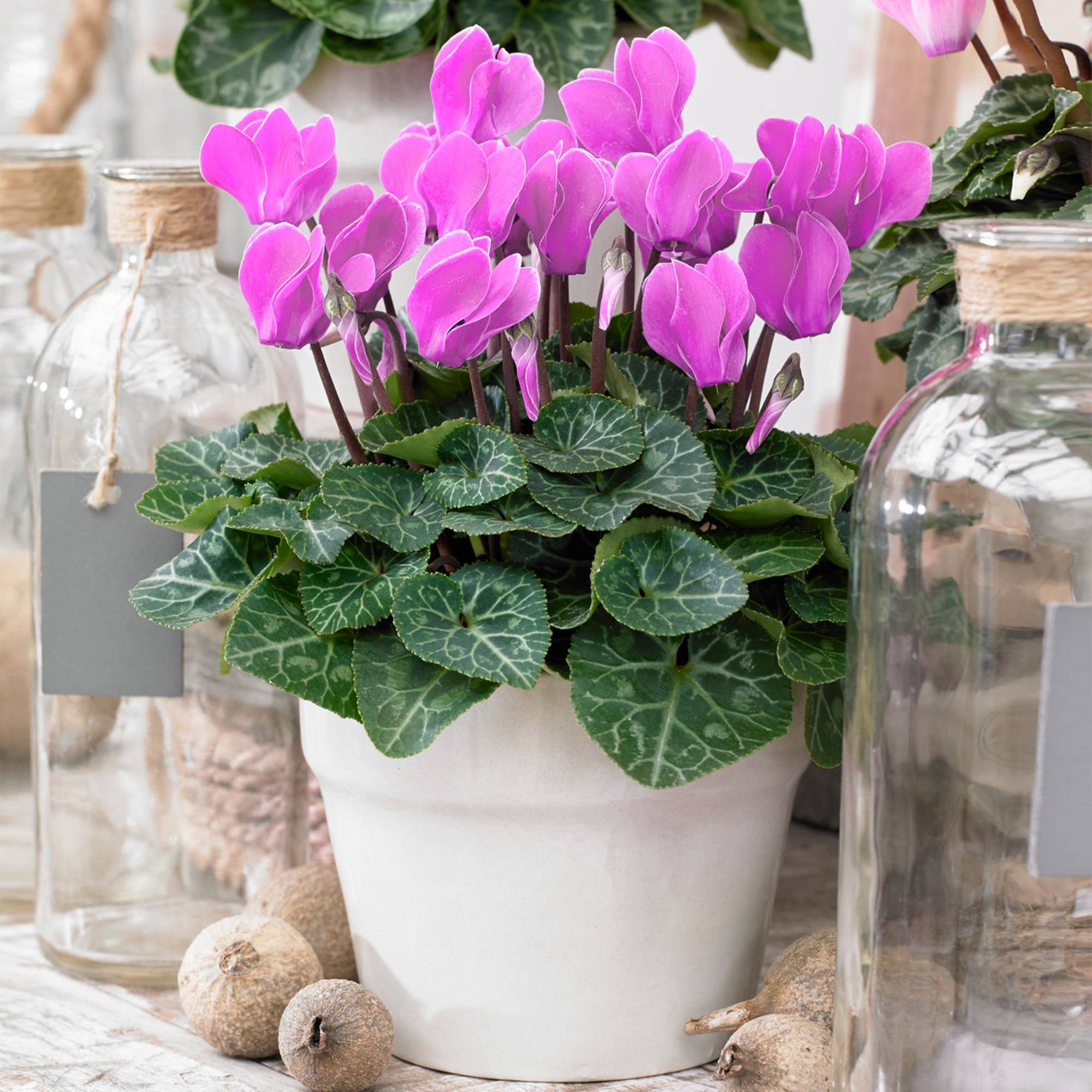 Gardenersdream - Cyclamen Persicum Rose - Plante Coloré Vivace À Feuilles Caduques De 25 À 35 Cm - GardenersDream