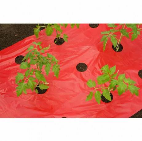 Film de paillage TOMATES, Long 10 m - Imagen 2