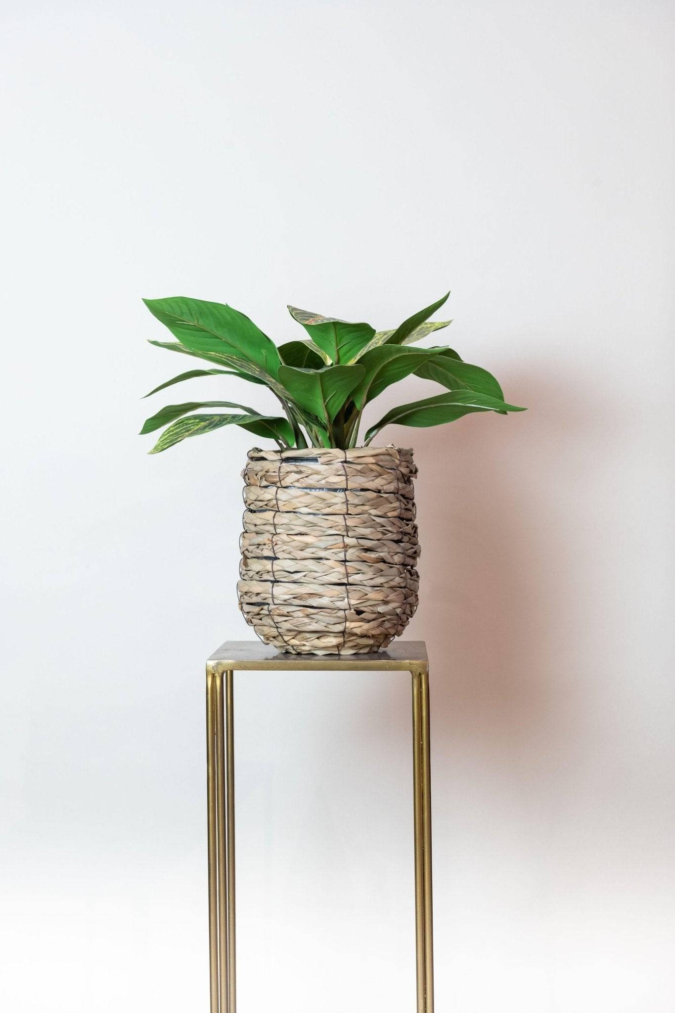 La Green Touch - Croton Codiaeum plante artificielle - h38cm, Ø15cm- La Green Touch - Imagen 6
