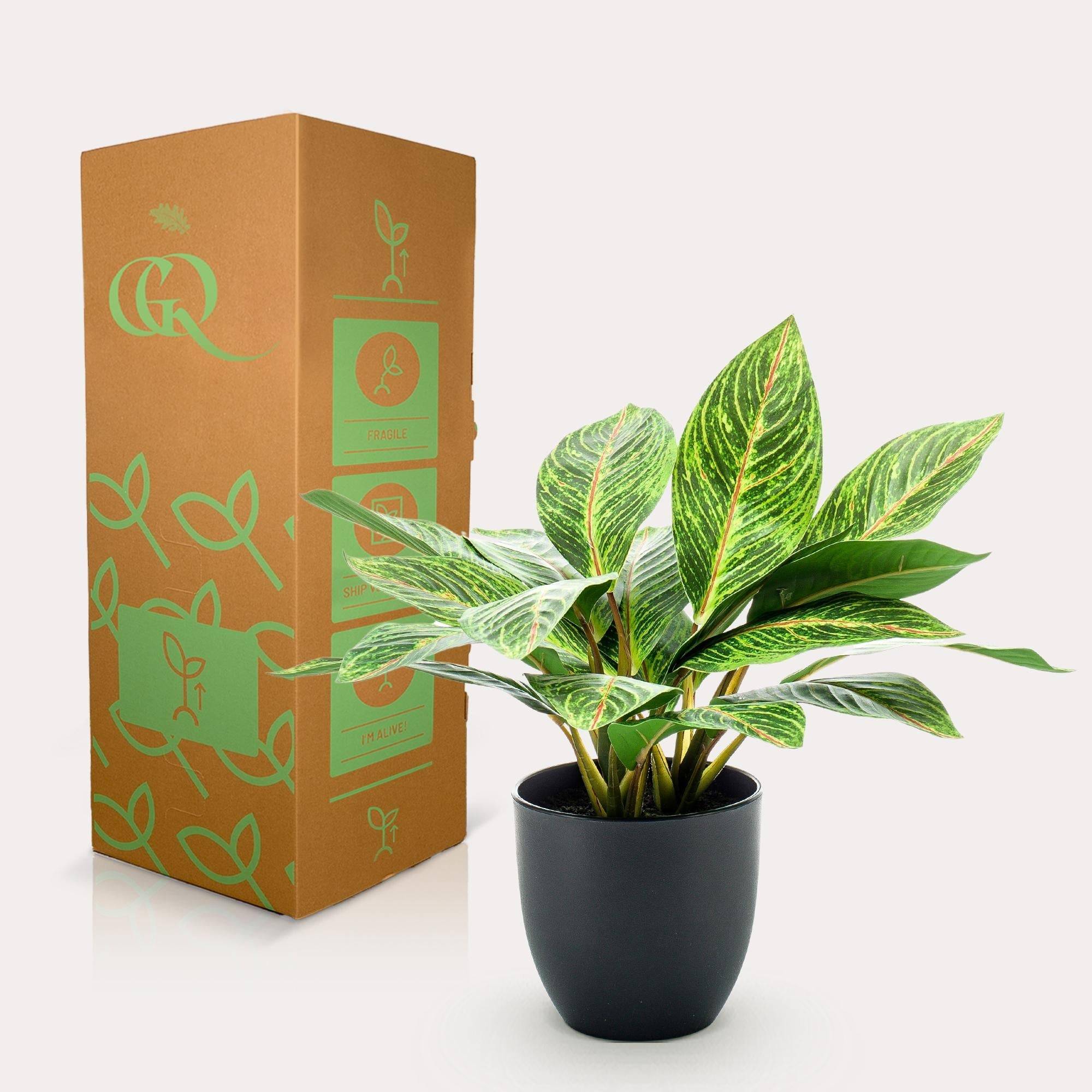 La Green Touch - Croton Codiaeum plante artificielle - h38cm, Ø15cm- La Green Touch - Imagen 4