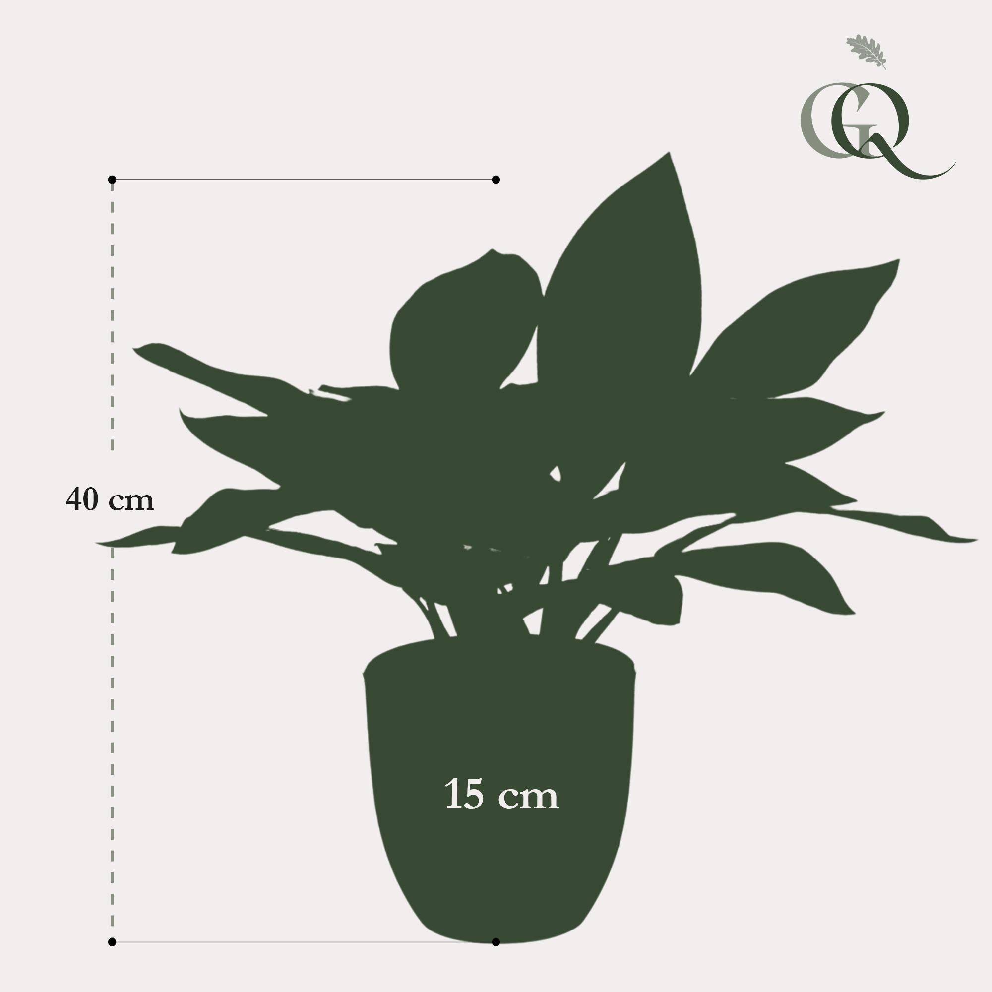 La Green Touch - Croton Codiaeum plante artificielle - h38cm, Ø15cm- La Green Touch - Imagen 5