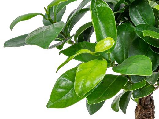 Ficus Ginseng - Bonsaï - Plantes d’intérieur - Dépolluante - H. 20-30 cm - P. 12 cm - Image 4