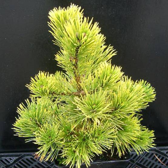 Pin de montagne Winter Gold, Pinus - Pot de 5L - 40/60 cm - Image 4