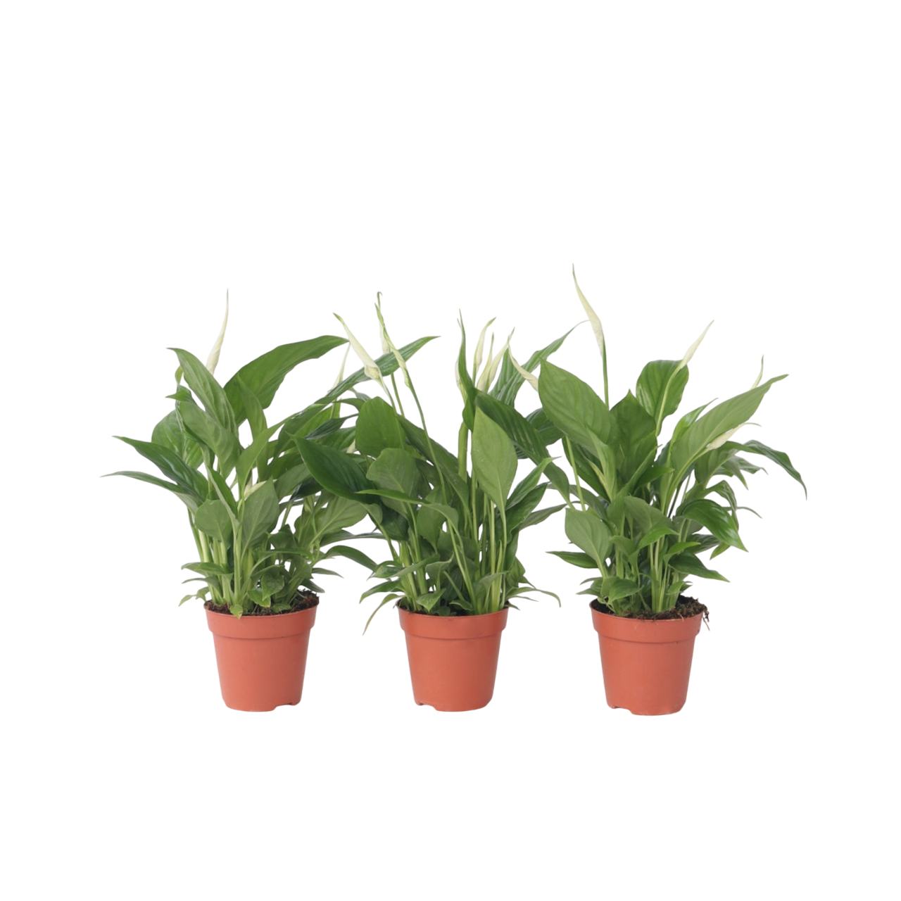 Plant In A Box - Fleur de lune - Set de 3 - Spathiphyllum 'Torelli' - Hauteur 30-45cm - ⌀12cm - Image 1