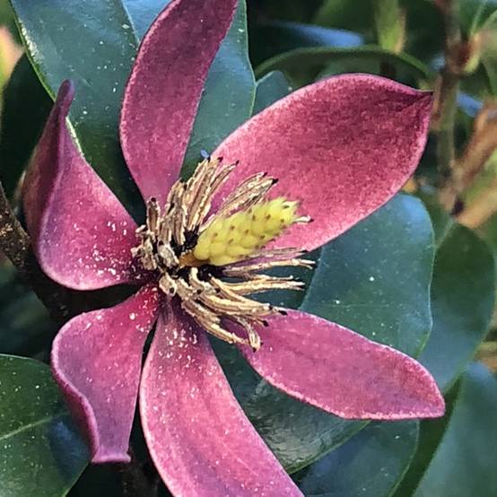 Magnolia figo Stellar Ruby Pot de 3L/4L
