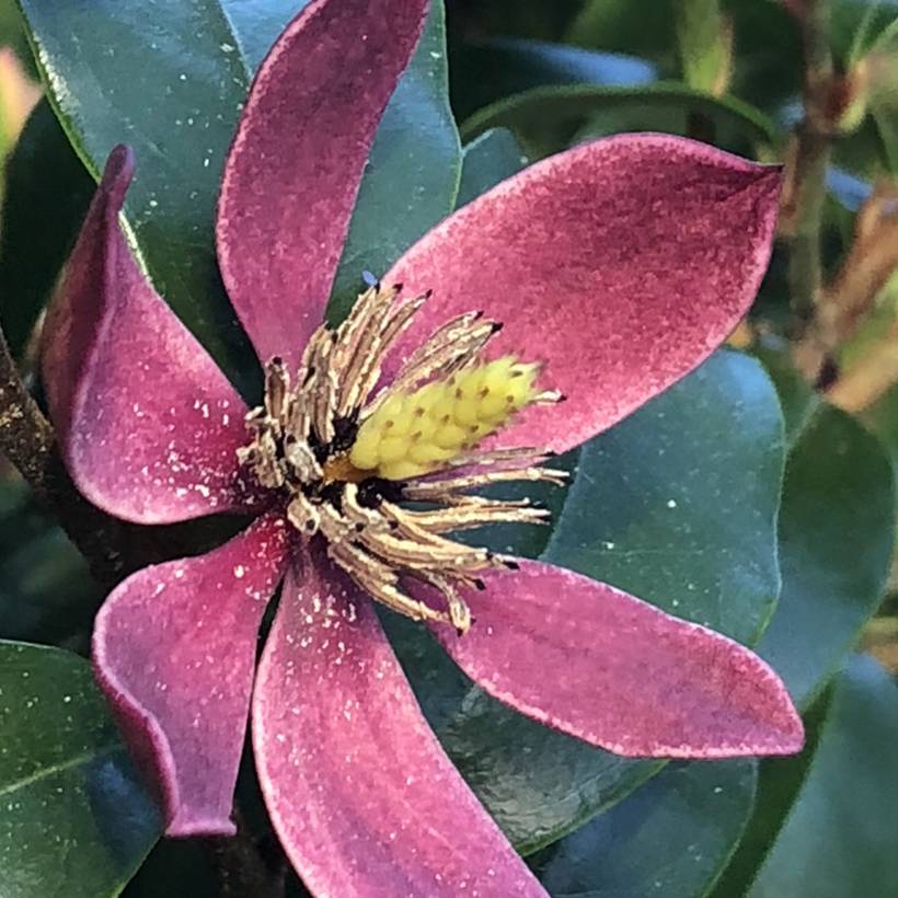 Magnolia figo Stellar Ruby Pot de 3L/4L