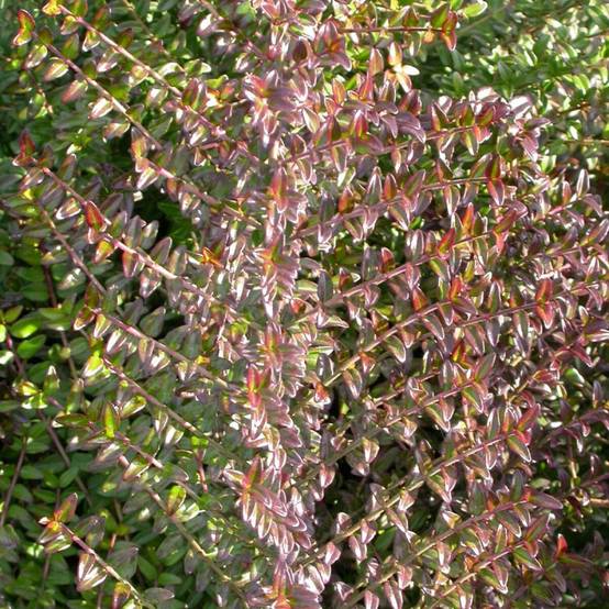 Chèvrefeuille arbustif, Lonicera à feuilles de buis - Pot de 3L - 20/40 cm - Image 1