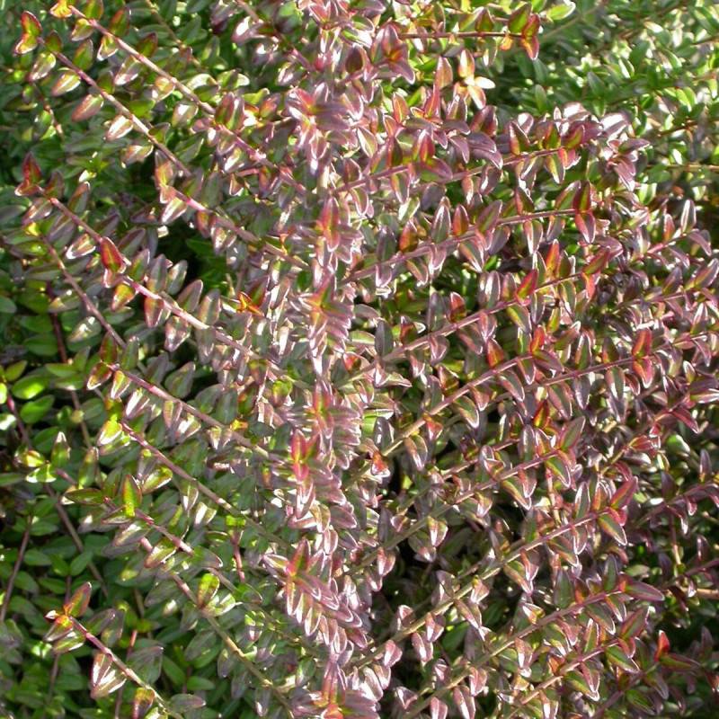 Chèvrefeuille arbustif, Lonicera à feuilles de buis - Pot de 3L - 20/40 cm