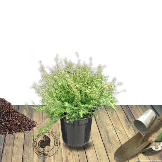 Chèvrefeuille arbustif, Lonicera à feuilles de buis - Pot de 3L - 20/40 cm - Image 7