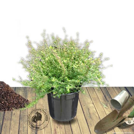 Chèvrefeuille arbustif, Lonicera à feuilles de buis - Pot de 3L - 20/40 cm - Image 8