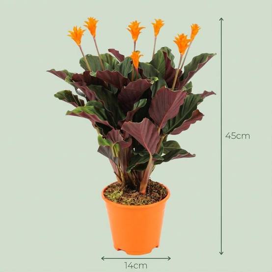 La Green Touch - Calathea Crocata - D14 H45cm - Image 4