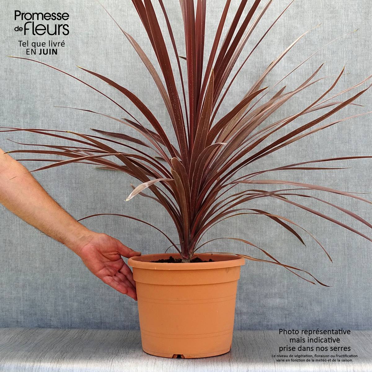 Promesse de Fleurs - Cordyline australis Red Star Pot de 7,5L/10L - Image 2