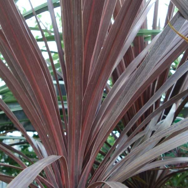 Promesse de Fleurs - Cordyline australis Red Star Pot de 7,5L/10L - Image 1