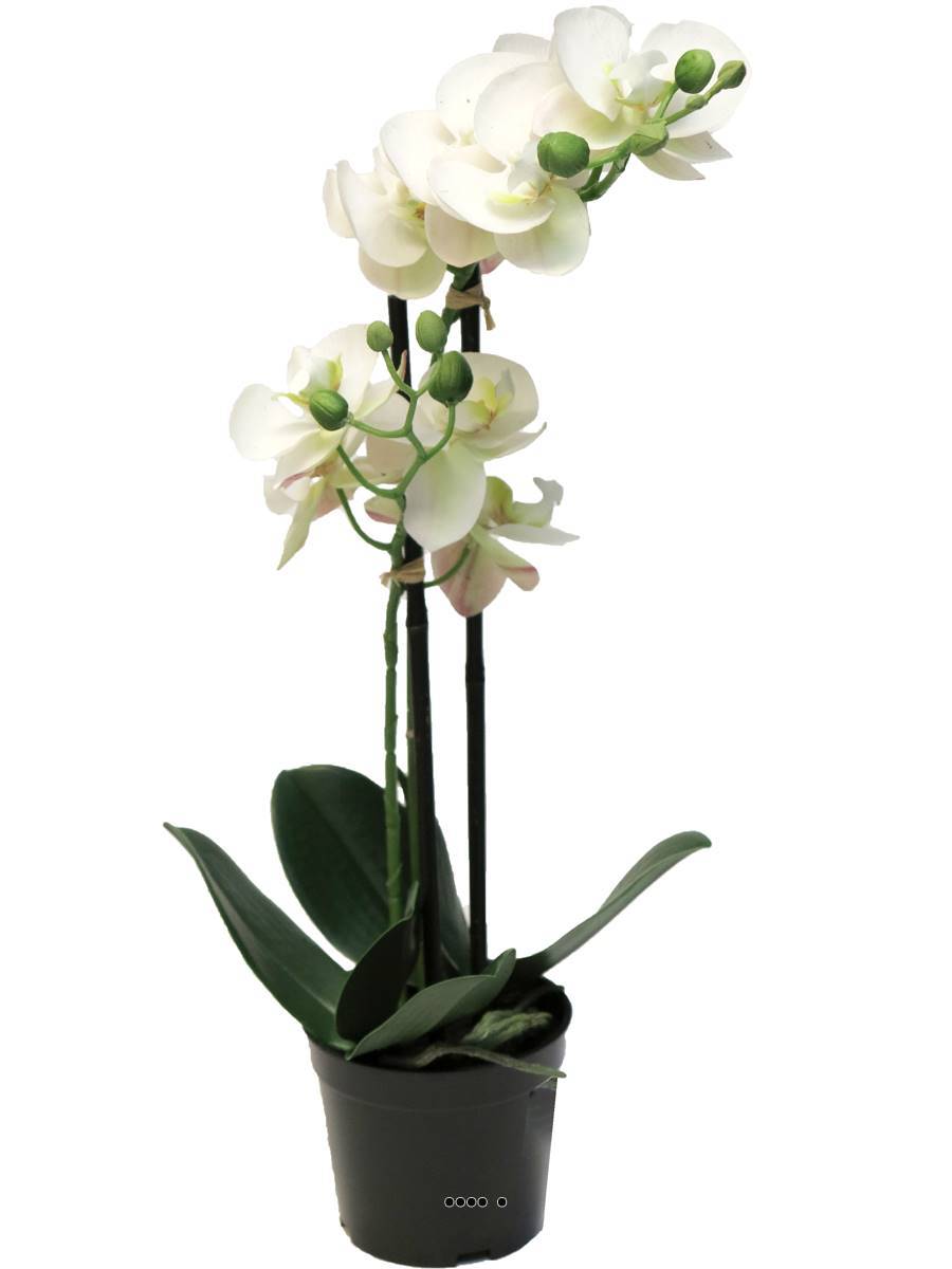 Artificielles - Orchidée Phalaenopsis factice en pot qualité déco H50cm Crème - BEST - dimhaut: H 50 cm - couleur: Crème - Imagen 2