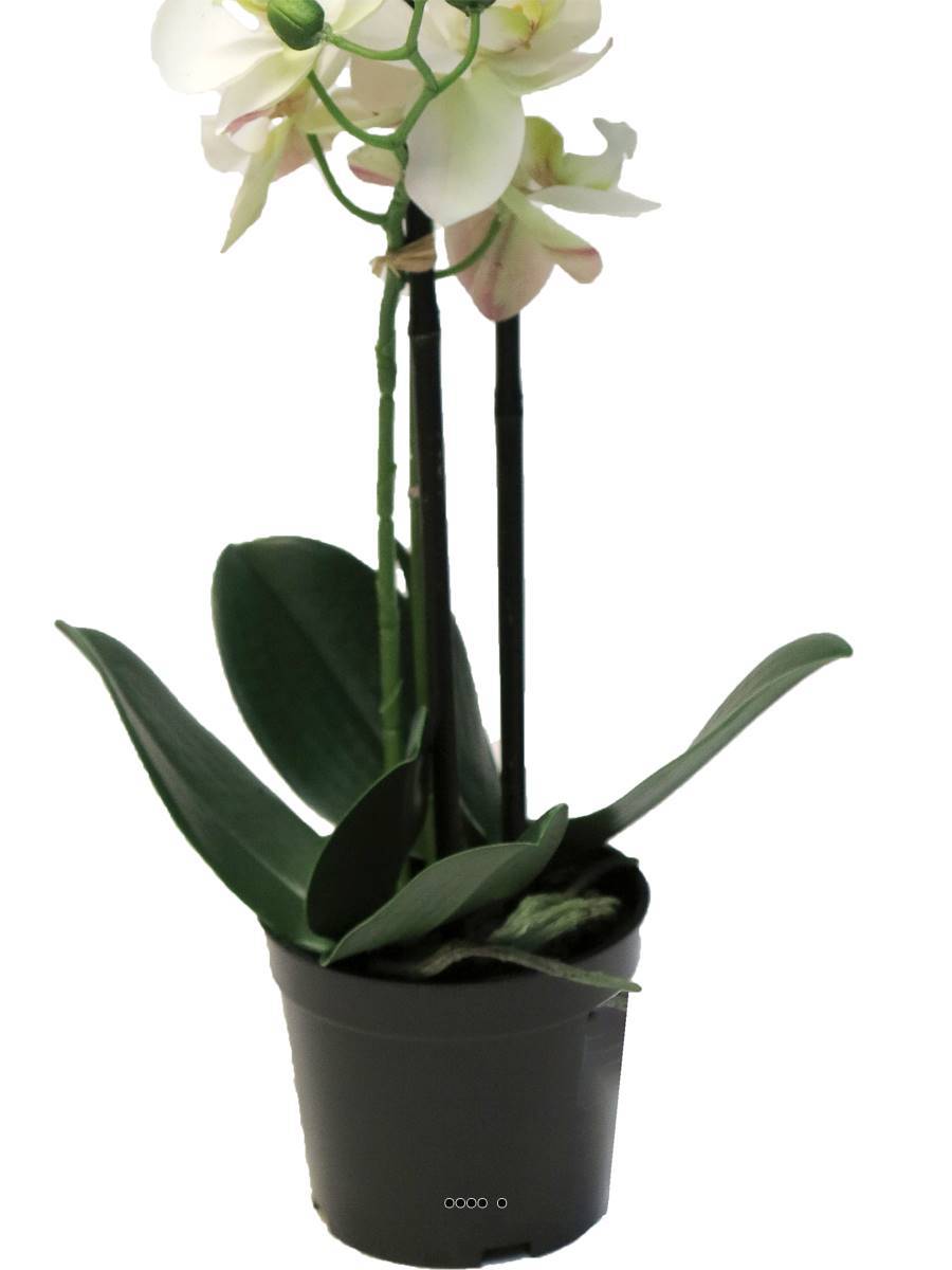 Artificielles - Orchidée Phalaenopsis factice en pot qualité déco H50cm Crème - BEST - dimhaut: H 50 cm - couleur: Crème - Imagen 4