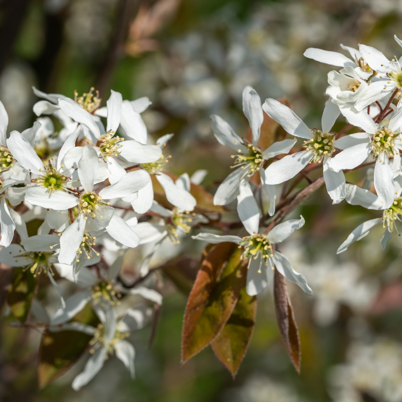 Fleur - Amélanchier de Lamarck - Amelanchier lamarckii 3L - Fleur - Image 1