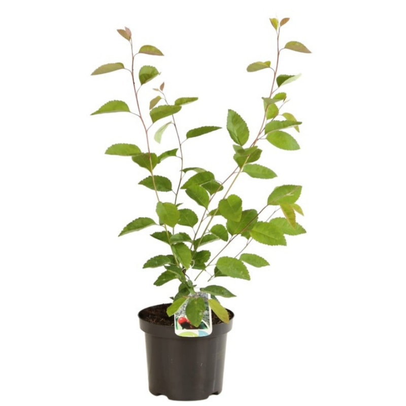 Fleur - Amélanchier de Lamarck - Amelanchier lamarckii 3L - Fleur - Image 2
