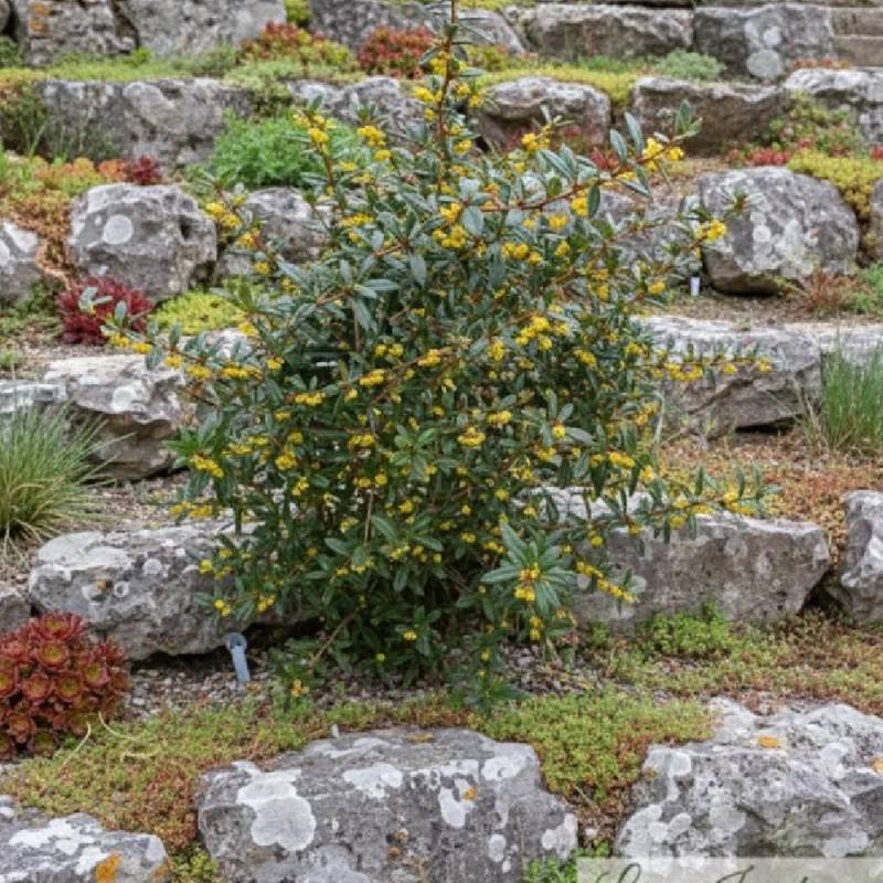 Epine-vinette julianae, Berberis de Saint-Jean à fleurs Jaune - feuillage Persistant - Pot de 4L - 20/40 cm-  hauteur à maturité De 0,15 m à 0,50 m - Imagen 3