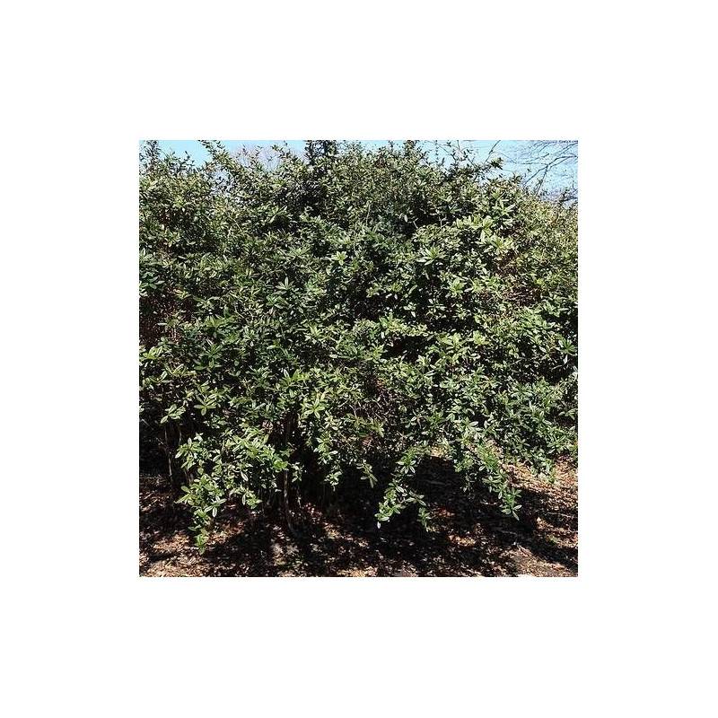 Epine-vinette julianae, Berberis de Saint-Jean à fleurs Jaune - feuillage Persistant - Pot de 4L - 20/40 cm-  hauteur à maturité De 0,15 m à 0,50 m - Imagen 1
