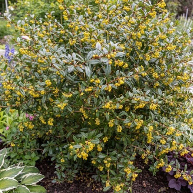 Epine-vinette julianae, Berberis de Saint-Jean à fleurs Jaune - feuillage Persistant - Pot de 4L - 20/40 cm-  hauteur à maturité De 0,15 m à 0,50 m - Imagen 4
