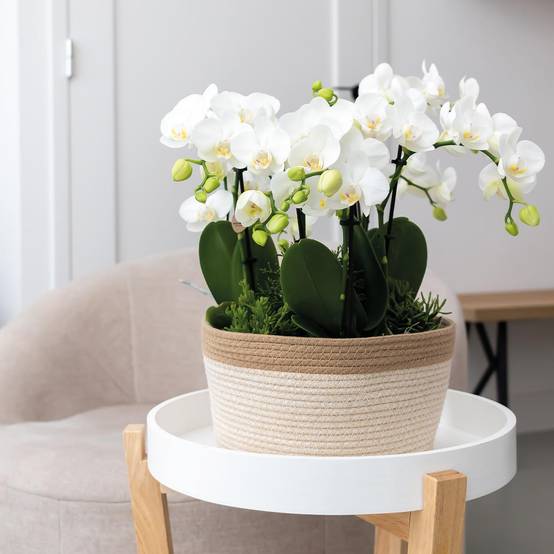 La Green Touch - Panier en coton avec 3 orchidées blanches et arrosage intégré- La Green Touch - Image 3