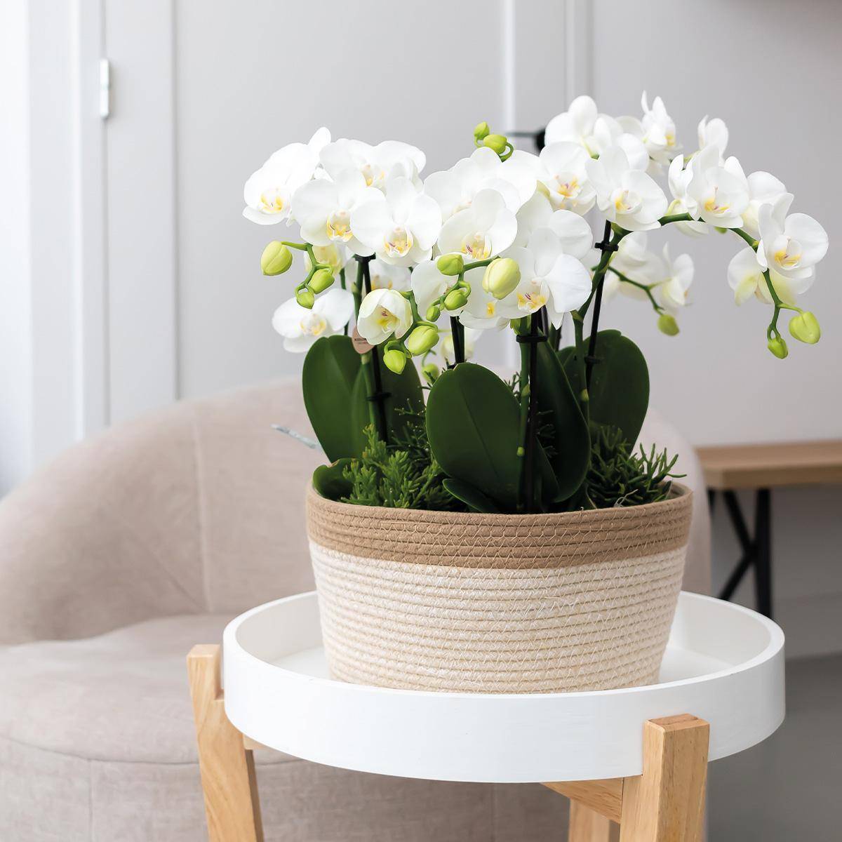 La Green Touch - Panier en coton avec 3 orchidées blanches et arrosage intégré- La Green Touch - Image 3