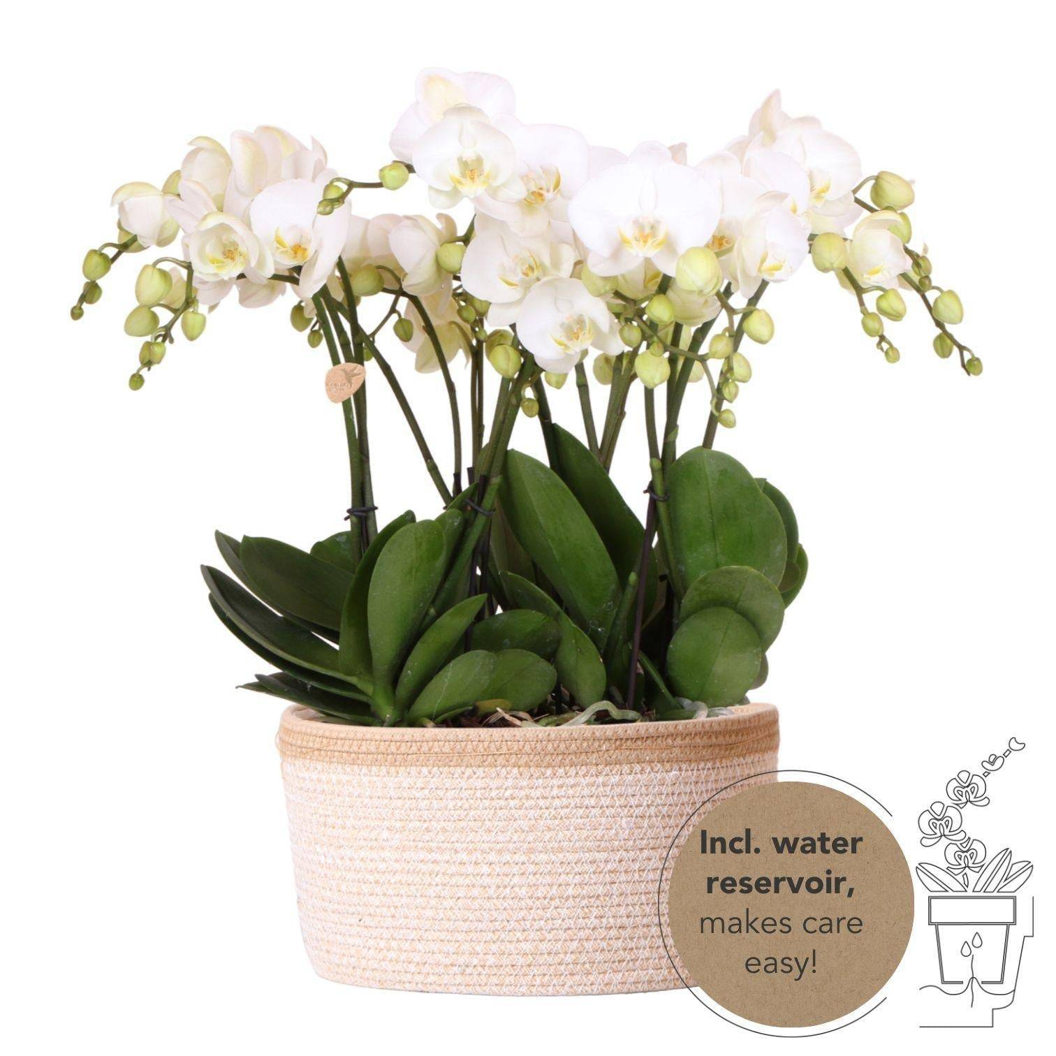 La Green Touch - Panier en coton avec 3 orchidées blanches et arrosage intégré- La Green Touch - Image 1