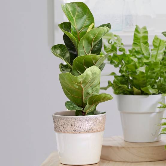 Gardenersdream - Figuier Lyre Ficus Bambino | Plante De Maison En Pot 30-40Cm | Meilleures Plantes D'Intérieur - GardenersDream - Image 1