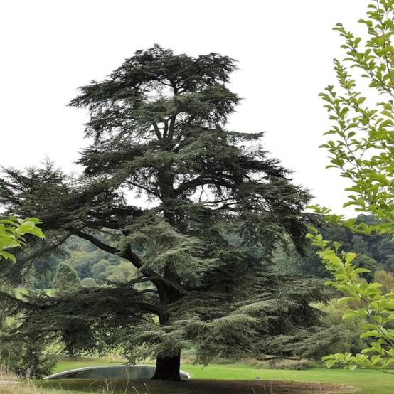Cèdre de l'Atlas, Cedrus atlantica - Pot de 7,5L - 80/100 cm - Image 2