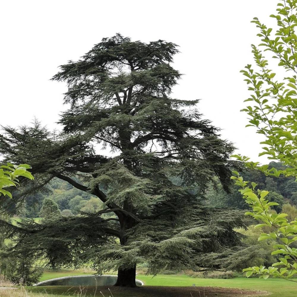Cèdre de l'Atlas, Cedrus atlantica - Pot de 7,5L - 80/100 cm - Image 1