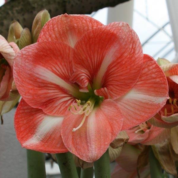 Promesse de Fleurs - Amaryllis Faro* Bulbe calibre 30/32, Extra