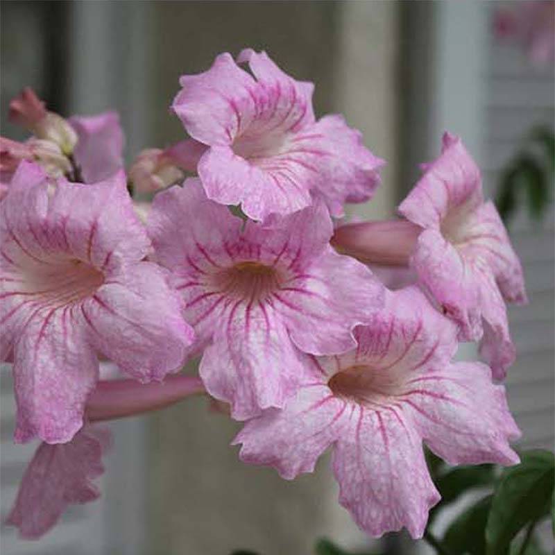 Podranea ricasoliana Comtesse Sarah - Bignone rose Pot de 2L/3L