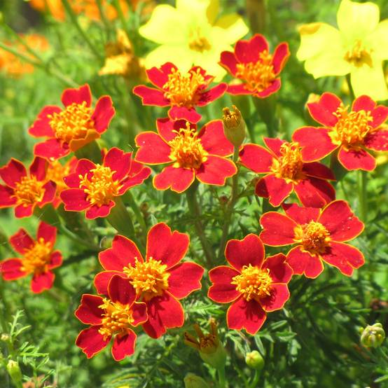 Graines d'Oeillet d'Inde signata Paprika - Tagetes tenuifolia Sachet de 500 graines
