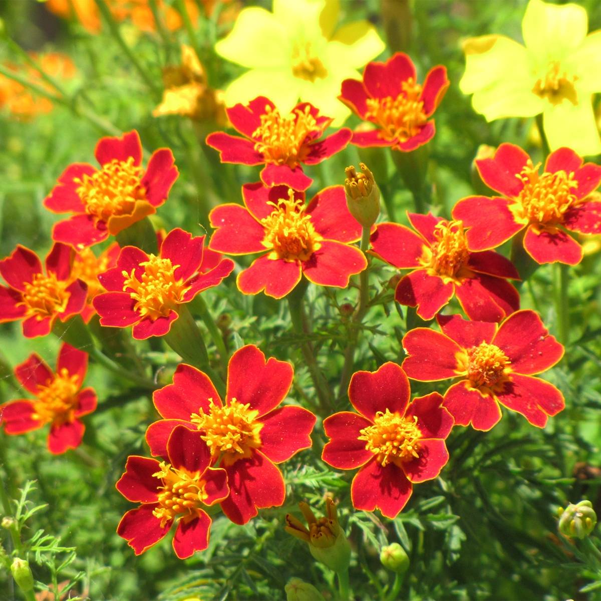 Graines d'Oeillet d'Inde signata Paprika - Tagetes tenuifolia Sachet de 500 graines