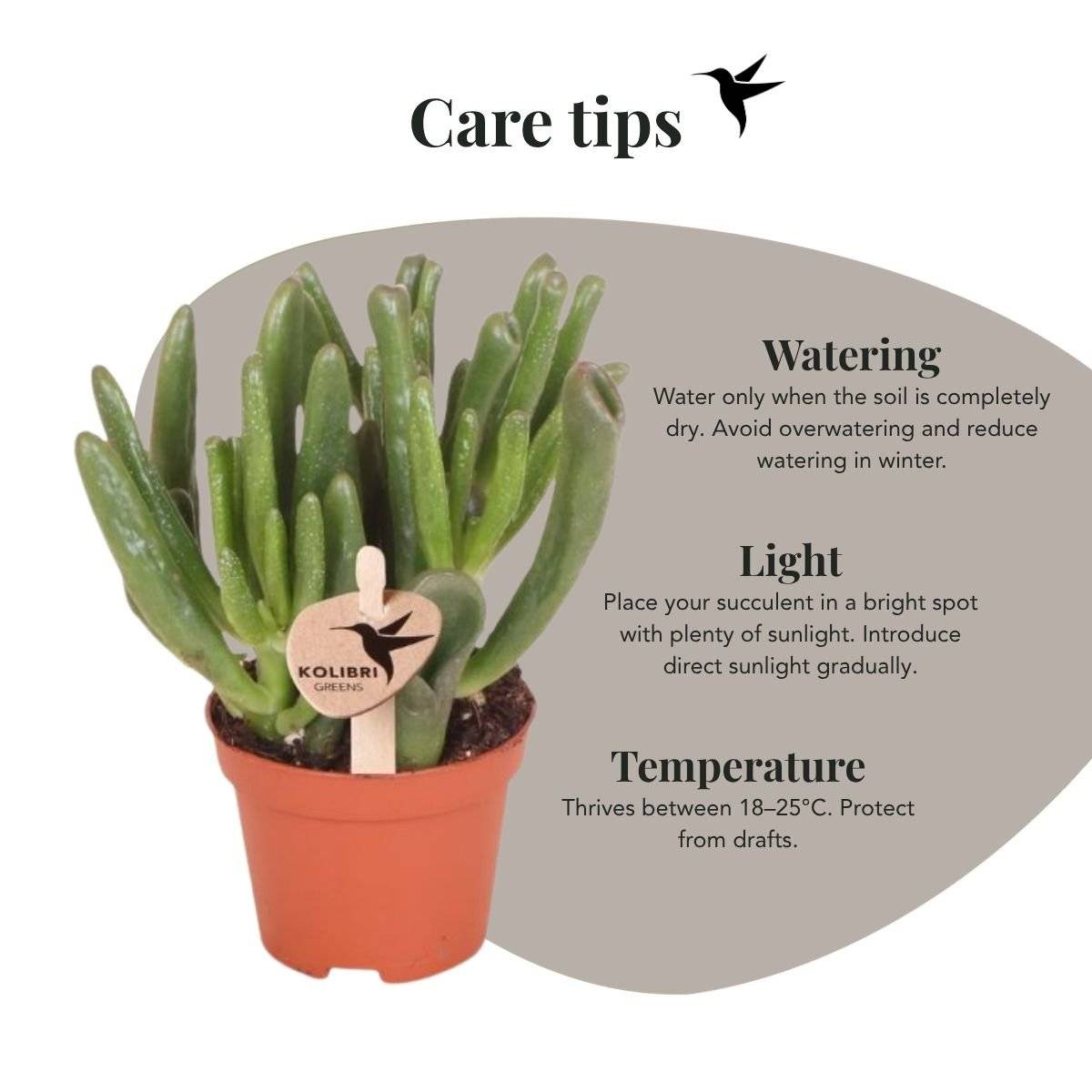 Succulente Crassula Hobbit - Ø6cm - ↕12cm - Plantes d'intérieur - Image 2