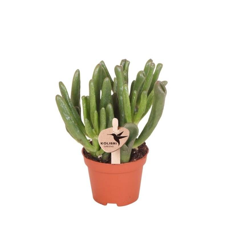 Succulente Crassula Hobbit - Ø6cm - ↕12cm - Plantes d'intérieur - Image 1