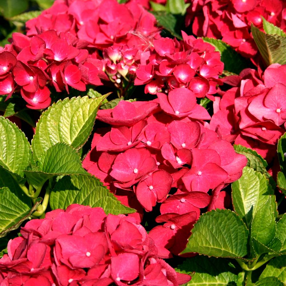 Gardenersdream - Hortensia 'Teller Rouge' arbuste à feuilles caduques plante rustique en pot - GardenersDream - Imagen 1