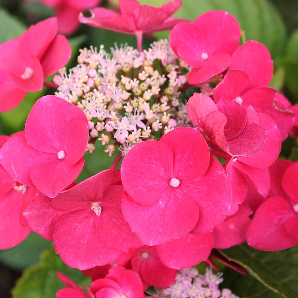 Gardenersdream - Hortensia 'Teller Rouge' arbuste à feuilles caduques plante rustique en pot - GardenersDream - Imagen 2