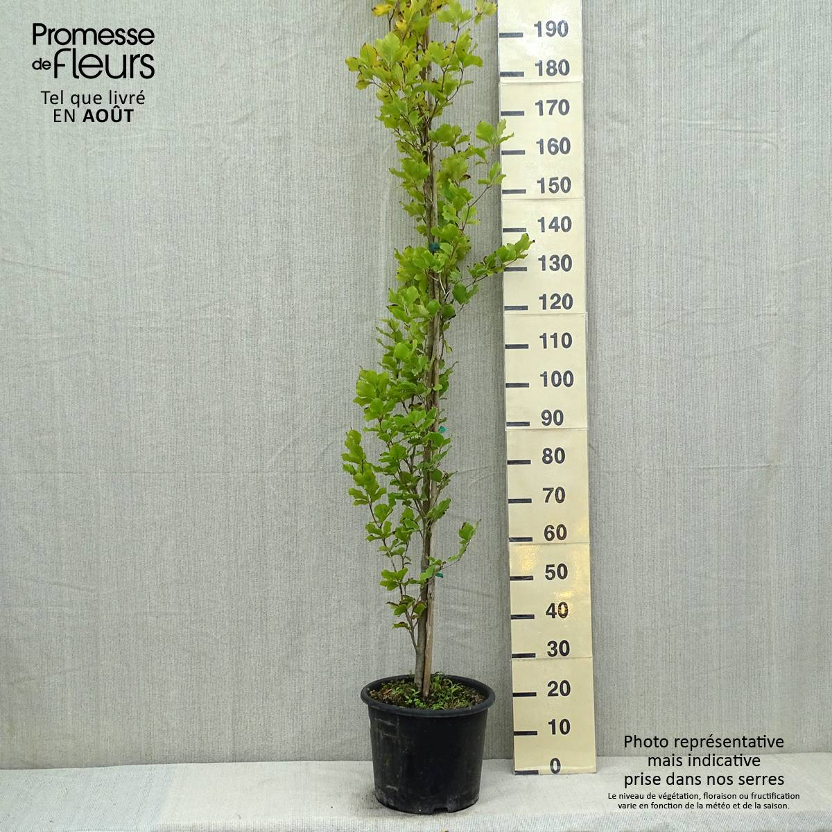 Promesse de Fleurs - Fagus sylvatica Dawyck Gold - Hêtre fastigié doré Pot de 7,5L/10L - Image 2